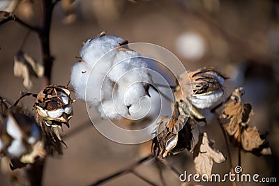 Cotton ball Stock Photo