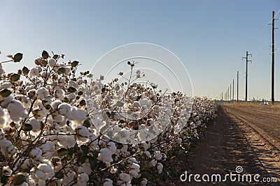 Cotton ball full bloom - agriculture farm crop image Stock Photo