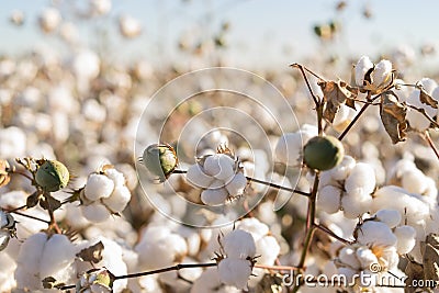 Cotton ball full bloom - agriculture farm crop image Stock Photo