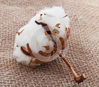 Cotton ball on sack Stock Photo