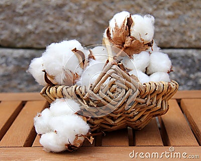 Cotton Stock Photo