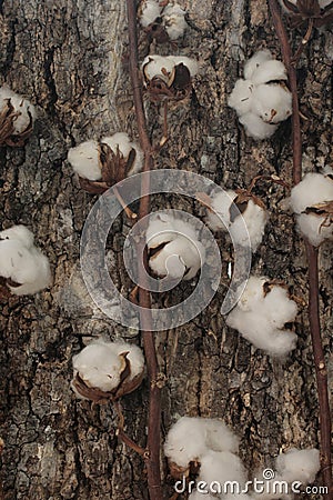 Cotton Blossom Stock Photo