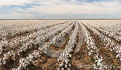 Cotton Boll Farm Field Texas Plantation Agriculture Cash Crop Stock Photo