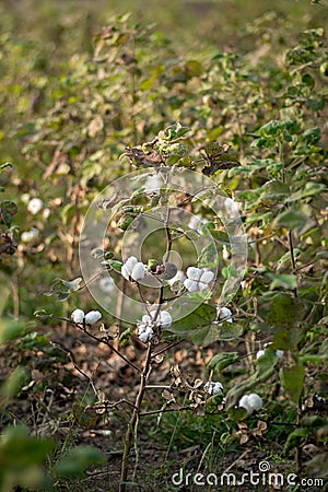 Cotton bolls fully matured on plant in the cotton farm field. Used selective focus. Stock Photo