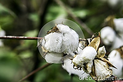 Cotton bolls on plant Stock Photo