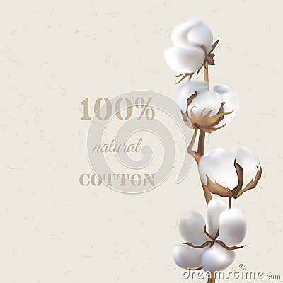 Cotton branch Vector Illustration