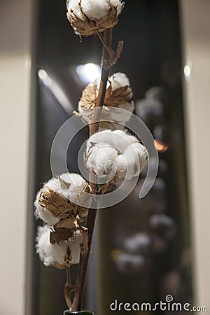 Cotton branch Stock Photo