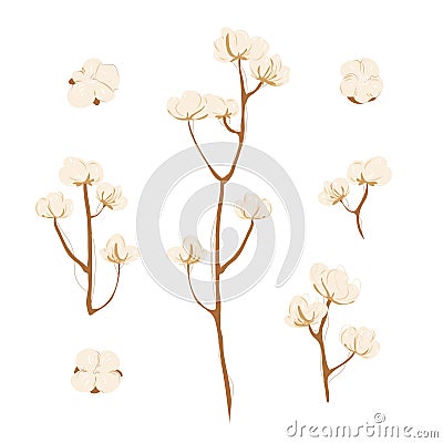 Cotton branch with flowers on white background. Delicate white cotton flowers on brunch. Light cotton flower Vector Illustration