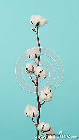 Cotton branch. Real delicate soft and gentle natural white cotton balls flower branches Stock Photo