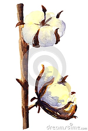 Cotton branches and buds. watercolor hand drawn elements on white background Stock Photo