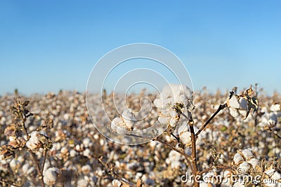 Cotton crop blooming in field Stock Photo