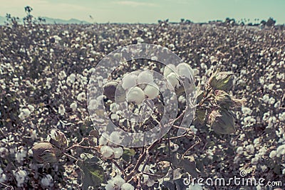 Cotton crop landscape, ripe cotton bolls Stock Photo