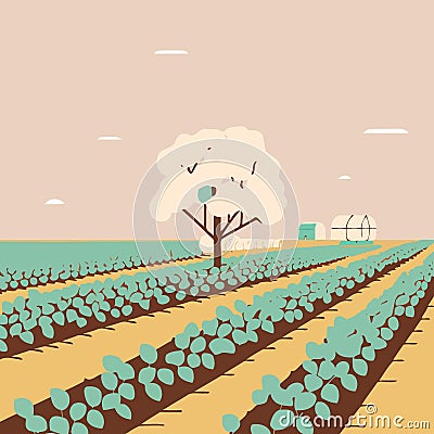 Cotton cultivation in agricultural production farm Vector Illustration