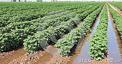 Cotton field. Stock Photo