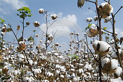 Cotton field Stock Photo