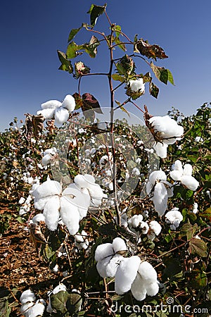 Cotton fields ready to be harvested Stock Photo