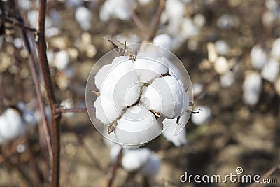 Cotton fields white with ripe cotton ready for harvesting Stock Photo