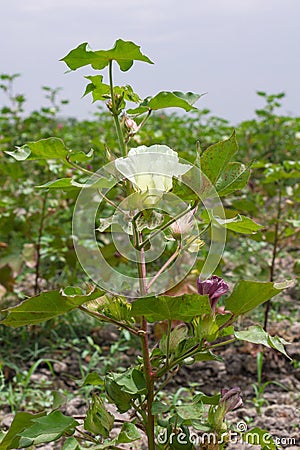 The cotton flower Stock Photo