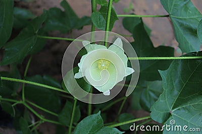 Cotton flower before fertilization Stock Photo