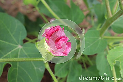 Cotton flower after fertilization Stock Photo