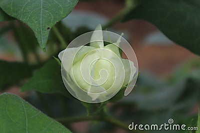 Cotton flower bud with perfect symmetry Stock Photo