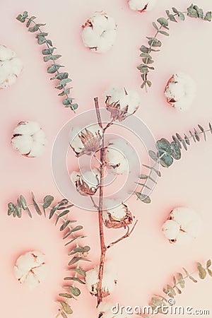 Cotton flowers with eucaliptus Stock Photo