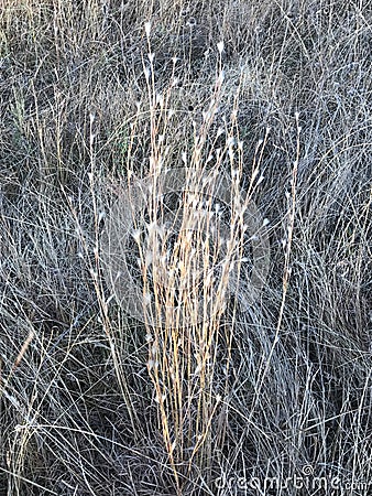 Cotton grass Stock Photo