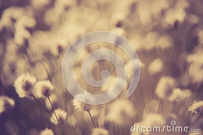 Cotton grass Stock Photo