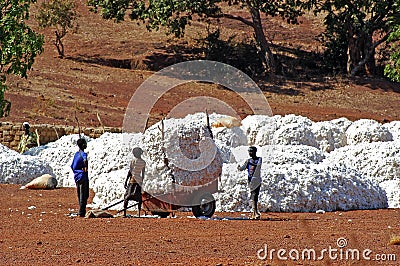 The cotton harvest Editorial Stock Photo