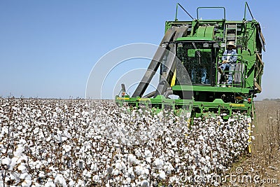 Cotton harvest with a harvester machine Editorial Stock Photo