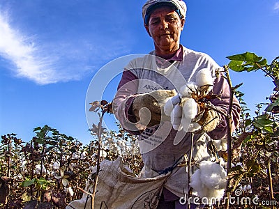 Cotton harvesting Editorial Stock Photo