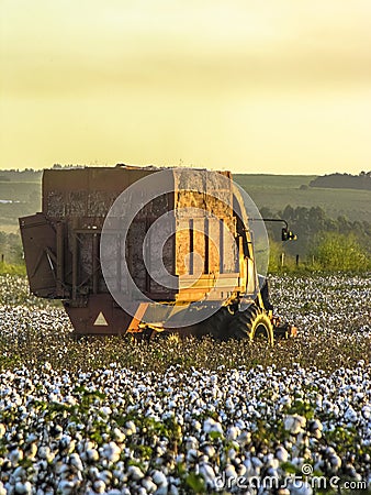 Cotton harvesting Stock Photo