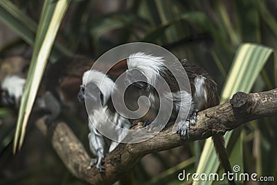 Cotton-headed Tamarins (Saguinus oedipus) Stock Photo