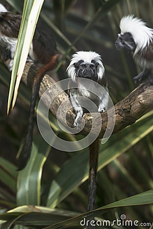 Cotton-headed Tamarins (Saguinus oedipus) Stock Photo