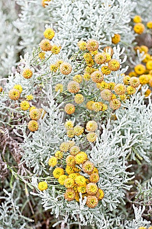Cotton lavender plant in bloom Stock Photo
