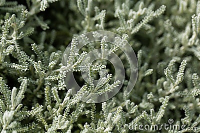 Cotton lavender Santolina chamaecyparissus Stock Photo