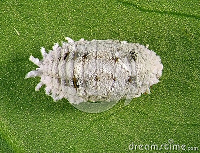 Cotton mealybug Stock Photo