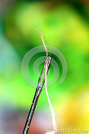 Cotton in a needle eye tailoring tools Stock Photo