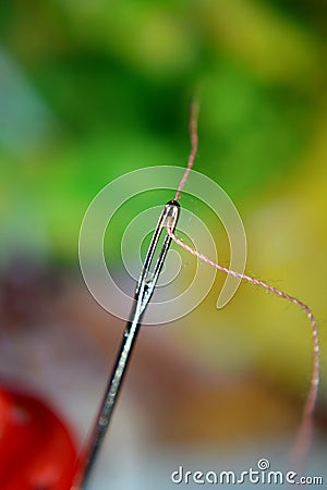 Cotton in a needle eye tailoring tools Stock Photo