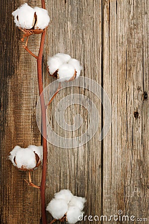 Cotton organic plant buds closeup wooden background Stock Photo