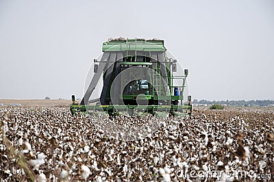 Cotton picker Stock Photo