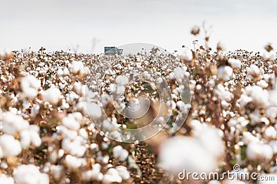 Cotton picker harvesting a field in Komotini, Greece Stock Photo