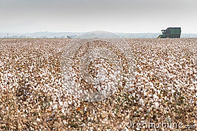 Cotton picker harvesting a field in Komotini, Greece Stock Photo