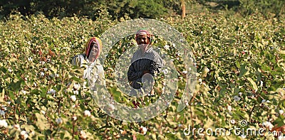 Cotton pickers Editorial Stock Photo