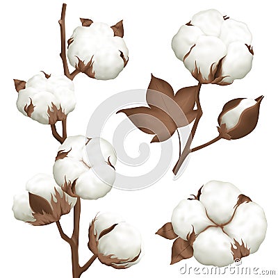 Cotton Plant Boll Realistic Set Vector Illustration