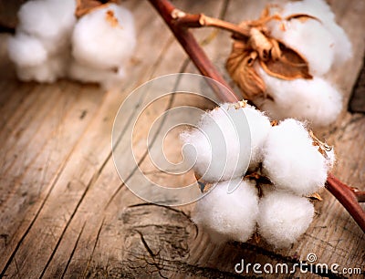 Cotton plant buds over wood Stock Photo