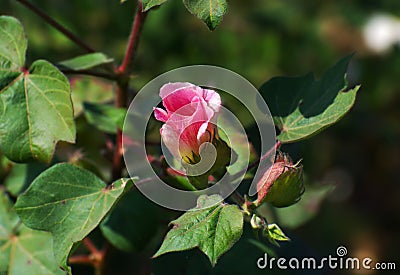 Cotton Plant and Flower Stock Photo