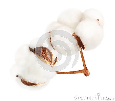 Cotton plant flower Stock Photo