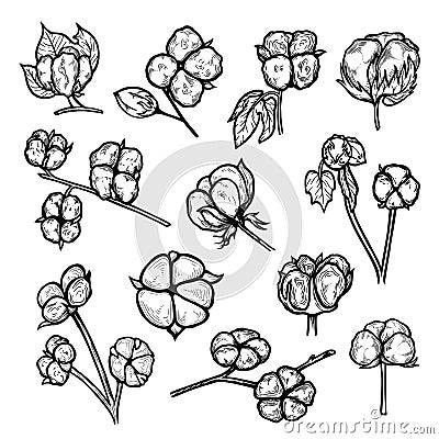 Cotton plant flowers hand drawn set. Branches of bolls with soft fluffy staple fiber gossypium Cartoon Illustration