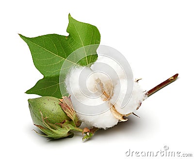 Cotton plant and green cotton boll with leaf isolated Stock Photo